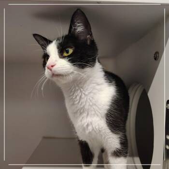 Hot Cross Bun -  Domestic Short Hair Cat for Adoption in Dearborn, Michigan - Hot Cross Bun | PetCurious