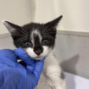 Koi -  Domestic Short Hair Cat for Adoption in Tampa, Florida - Koi | PetCurious