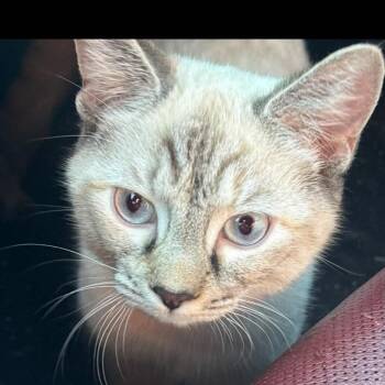 Clara (f) 8mths old Siamese Lynx -  Siamese Cat Available for Adoption in Ottawa, Ontario - Clara (f) 8mths Old Siamese Lynx | PetCurious