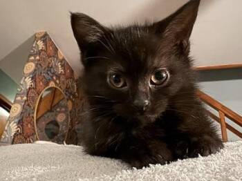 Fluff -  Domestic Short Hair Cat for Adoption in Hobart, Indiana - Fluff | PetCurious