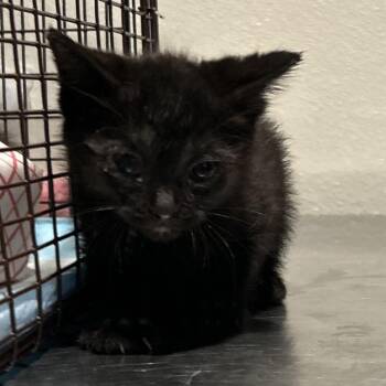IVHS-Stray-139770 -  Domestic Short Hair Cat for Adoption in San Gabriel, California - IVHS-Stray-139770 | PetCurious