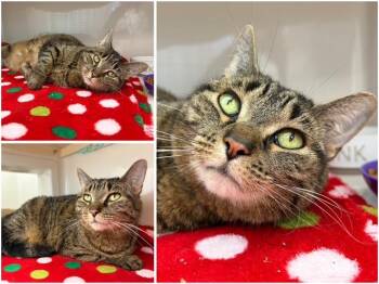 JILL -  Domestic Short Hair Cat for Adoption in Fort Wayne, Indiana - JILL | PetCurious