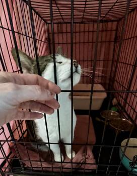 Domestic Short Hair Cats Available for Adoption in Greenville, Delaware - Pharoah (FCID#4/6/2026-401) Jenkintown PS | PetCurious