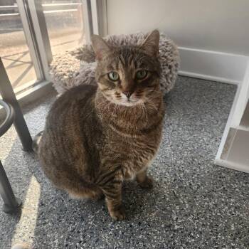 Domestic Short Hair Cats Available for Adoption in Nashville, Tennessee - Layla | PetCurious