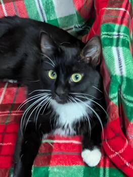 Hydra -  Domestic Short Hair Cat for Adoption in Millcreek, Utah - Hydra | PetCurious