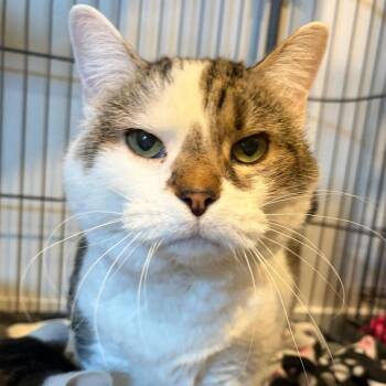 Domestic Short Hair Cats Available for Adoption in Louisville, Kentucky - Taffy | PetCurious