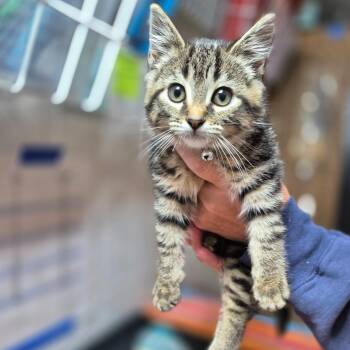 Rescue Domestic Short Hair Cats for Adoption in Byron Center, Michigan - Reyna | PetCurious