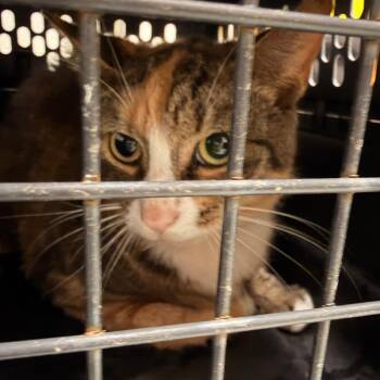 Francine -  Domestic Short Hair Cat for Adoption in Philadelphia, Pennsylvania - Francine | PetCurious