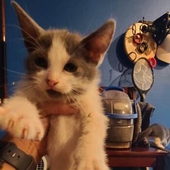 Fable ~ C70161 -  Domestic Short Hair Cat for Adoption in Minnetonka, Minnesota - Fable ~ C70161 | PetCurious