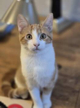 Rescue Domestic Short Hair Cats for Adoption in Ottawa, Ontario - Topaz | PetCurious