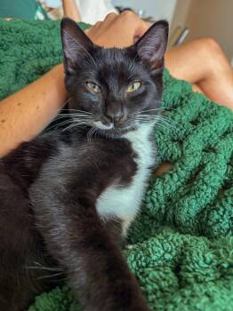 Sir Whiskers -  Tuxedo and Domestic Short Hair Cat for Adoption in Pompano Beach, Florida - Sir Whiskers | PetCurious