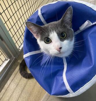 Kiwi -  Domestic Short Hair Cat for Adoption in Alexandria, Virginia - Kiwi | PetCurious