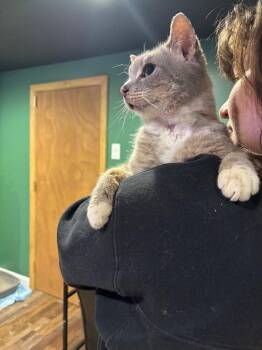 Scraggy Bay -  Domestic Short Hair Cat for Adoption in Cincinnati, Ohio - Scraggy Bay | PetCurious