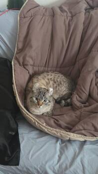 Miso -  American Curl and Domestic Short Hair Cat for Adoption in Gwinn, Michigan - Miso | PetCurious