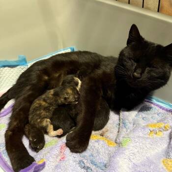 Biscuit -  Domestic Medium Hair Cat for Adoption in Kansas City, Missouri - Biscuit | PetCurious