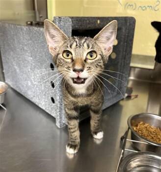 SIMON -  Domestic Short Hair Cat for Adoption in Fort Myers, Florida - SIMON | PetCurious