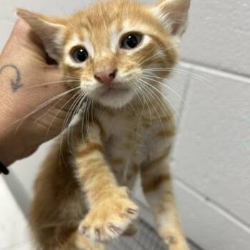Domestic Short Hair Cats Available for Adoption in Lufkin, Texas - Chevy | PetCurious