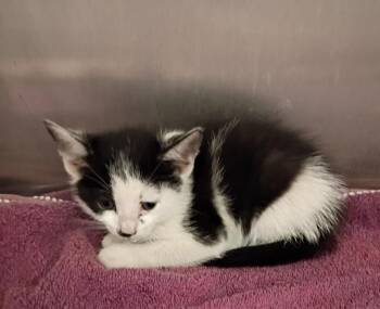 Nilly -  Domestic Short Hair Cat for Adoption in Clarksville, Tennessee - Nilly | PetCurious