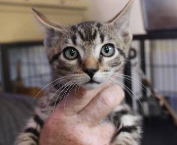 Rescue Domestic Short Hair Cats for Adoption in Turlock, California - 0903-2502 | PetCurious