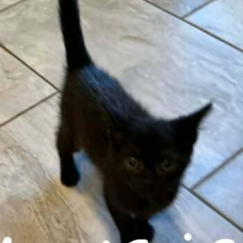 Domestic Short Hair Cats Available for Adoption in Bentonville, Arkansas - Mousie | PetCurious