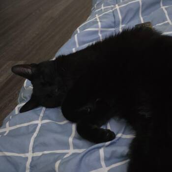 Limbo -  Domestic Short Hair Cat for Adoption in Long Beach, California - Limbo | PetCurious