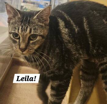 Leila -  Domestic Short Hair and Tabby Cat for Adoption in San Antonio, Texas - Leila | PetCurious