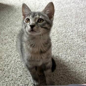 Sierra -  Tabby and Domestic Short Hair Cat Available for Adoption in Smithfield, North Carolina - Sierra | PetCurious