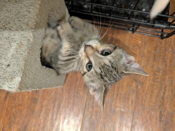 Rescue Domestic Short Hair Cats for Adoption in Fruit Heights, Utah - Bergamot | PetCurious