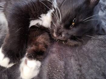 Rescue Persian and Tuxedo Cats for Adoption - Taz | PetCurious