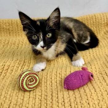 Calliope -  Domestic Short Hair Cat for Adoption in Long Beach, California - Calliope | PetCurious
