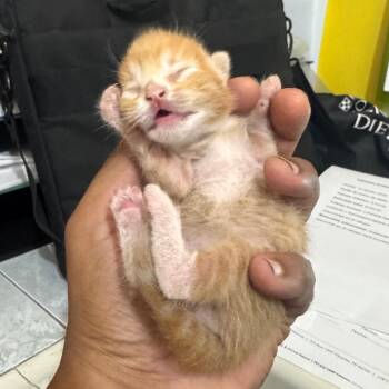 Sunny -  Domestic Short Hair Cat for Adoption in Vieques, Vieques - Sunny | PetCurious
