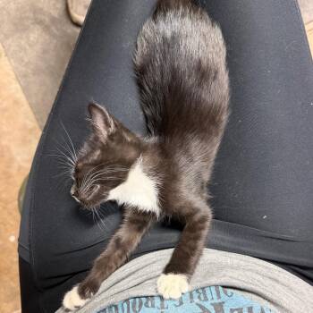 Jareth -  Domestic Short Hair Cat for Adoption in Gainesville, Florida - Jareth | PetCurious