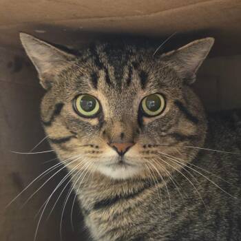 Sebastian -  Domestic Short Hair Cat for Adoption in Ballston Spa, New York - Sebastian | PetCurious