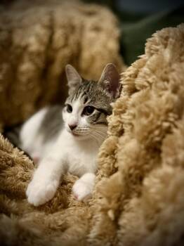 Domestic Short Hair and Tabby Cats Available for Adoption - Ephiny | PetCurious