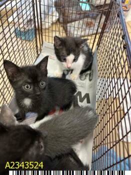 TOAST -  Domestic Short Hair Cat for Adoption in West Palm Beach, Florida - TOAST | PetCurious