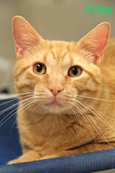 Domestic Short Hair Cats Available for Adoption - Arthur  | PetCurious