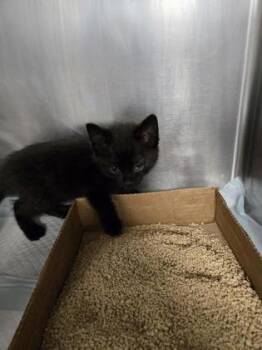 Domestic Short Hair Cats Available for Adoption in Roseville, California - Boom | PetCurious