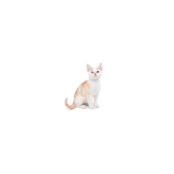 Domestic Short Hair Cats Available for Adoption in Los Angeles, California - Hemlock | PetCurious