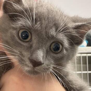 Prince Eric -  Domestic Short Hair Cat for Adoption in Calverton, New York - Prince Eric | PetCurious