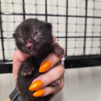 Oregano -  Domestic Short Hair Cat for Adoption in North Battleford, Saskatchewan - Oregano | PetCurious