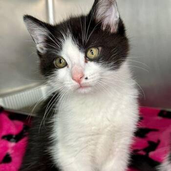 Domestic Medium Hair Cats Available for Adoption in Matteson, Illinois - Horus | PetCurious