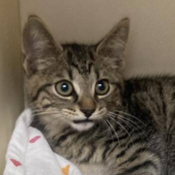 Tip Top Tommy -  Domestic Short Hair Cat for Adoption in Cincinnati, Ohio - Tip Top Tommy | PetCurious