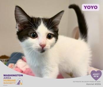 Yoyo -  Domestic Short Hair Cat for Adoption in Eighty Four, Pennsylvania - Yoyo | PetCurious