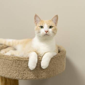 Sweet Thang -  Domestic Short Hair Cat for Adoption in Gainesville, Florida - Sweet Thang | PetCurious