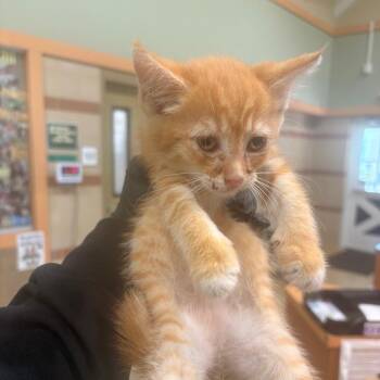 Circus Peanut -  Domestic Short Hair Cat for Adoption in Winston-salem, North Carolina - Circus Peanut | PetCurious