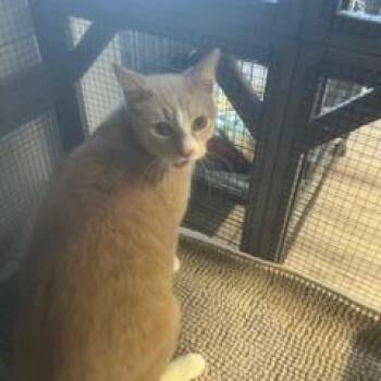 Domestic Short Hair Cats Available for Adoption - Hawk | PetCurious