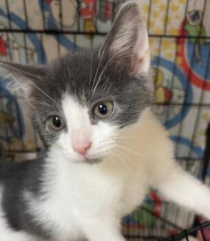 Quartz -  Domestic Short Hair Cat for Adoption in Merriam, Kansas - Quartz | PetCurious