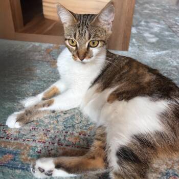Air Jordan -  Domestic Short Hair Cat for Adoption in Austin, Texas - Air Jordan | PetCurious
