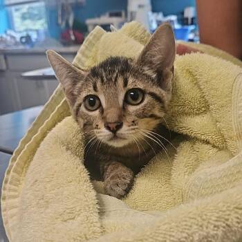 Sponge Cake (Betty) -  Domestic Short Hair Cat for Adoption in Edwardsville, Illinois - Sponge Cake (Betty) | PetCurious
