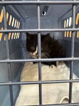 Sanford -  Domestic Short Hair Cat for Adoption in Van Wert, Ohio - Sanford | PetCurious